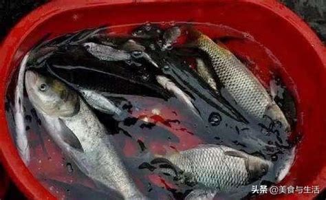 死掉的魚怎麼處理|【魚死了怎麼辦】魚兒説掰掰！魚死了怎麼辦？從遺體處理到後續。